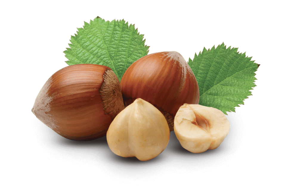 Hazelnut Hazelnut
