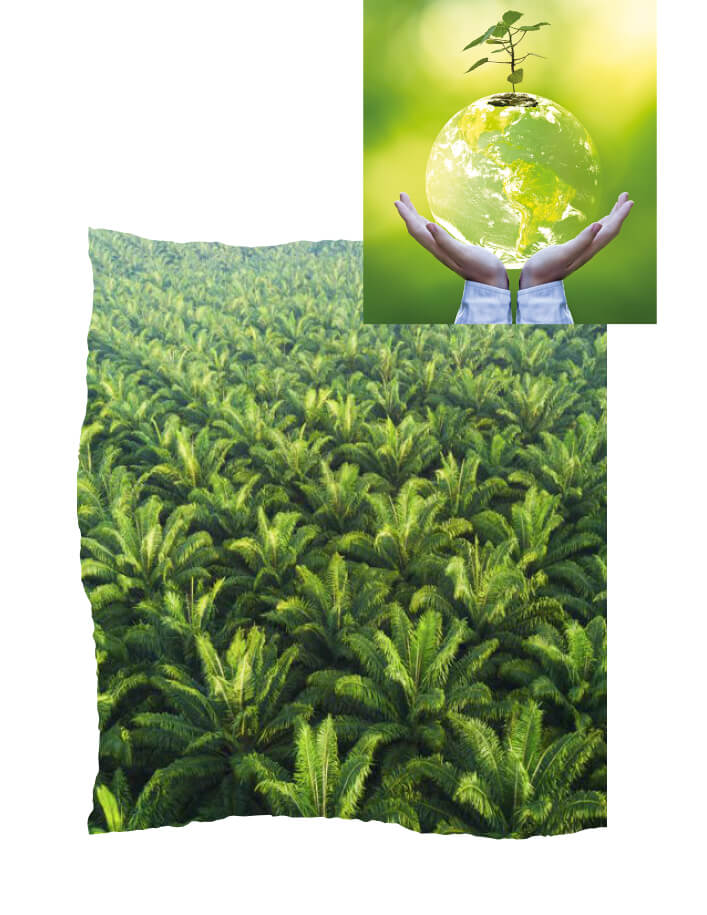 Palm Oil